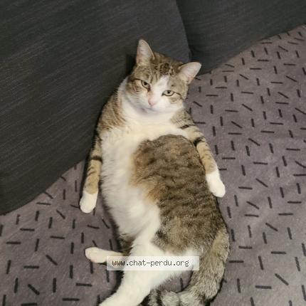 Photo de chat perdu à Tours