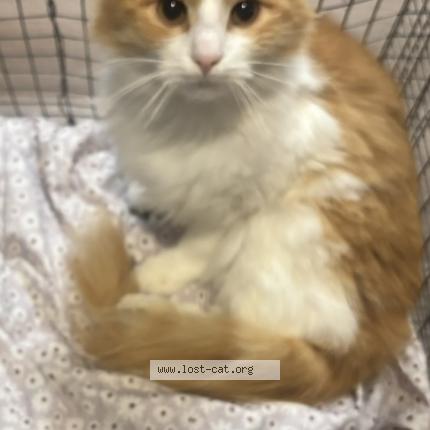 Photo 1/1 Crash Chat perdu à Gresham