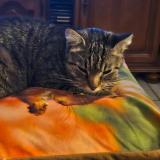 Photo de chat trouvé à Condat Sur Vienne