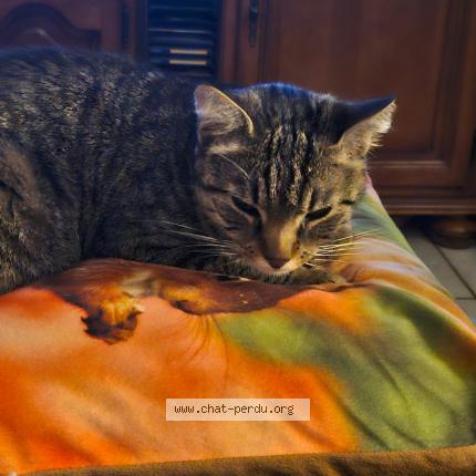 Photo 1/1 Chat trouvé Trouvé à Condat sur vienne