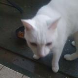 Photo de chat trouvé à Carcassonne