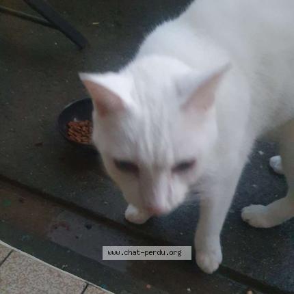 Photo 1/1 Chat trouvé Trouvé à Carcassonne