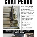 Photo de chat perdu à Begles