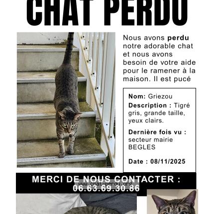 Photo 1/1 GRIEZOU Chat perdu à Begles