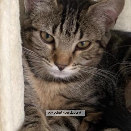 Photo 1/1 Chat retrouvé Perdu à Monteux