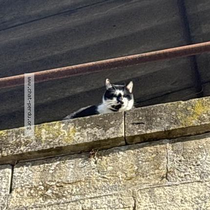 Photo 1/1 Chat retrouvé Trouvé à Agen