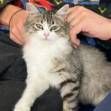 Photo de chat perdu à Souspierre