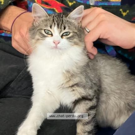 Photo 1/1 Maki Chat perdu à Souspierre