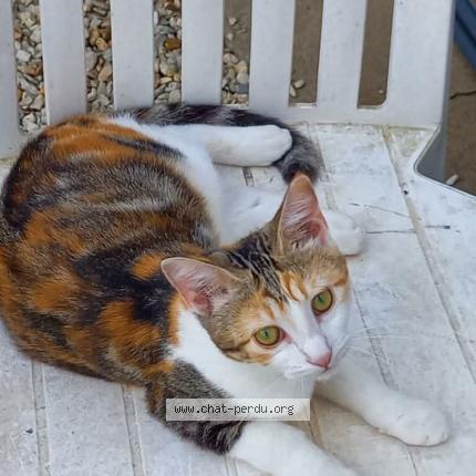 Photo de chat perdu à Saint Palais Sur Mer
