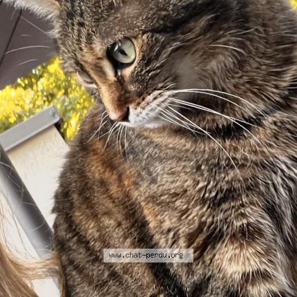 Photo 1/1 Chouchou Chat perdu à Biscarrosse