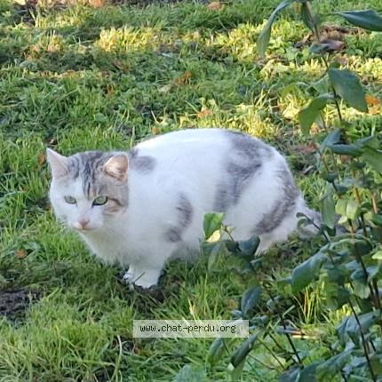 Photo 1/1 Chat trouvé Trouvé à Saint branchs