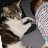 Photo de chat perdu à St Julien