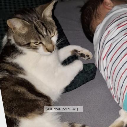 Photo 1/1 Oasis Chat perdu à St julien