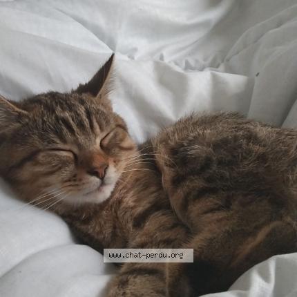 Photo 1/1 Coushi Chat perdu à Ruelle sur touvre
