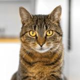 Photo de chat perdu à Pont D Ain