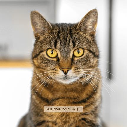 Photo 1/1 Michel Piemontese Chat perdu à Pont d ain