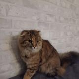 Photo de chat perdu à Frouzins