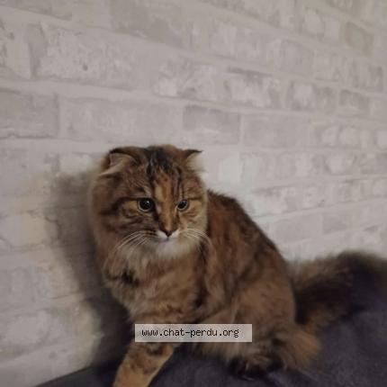 Photo 1/1 Pitou Chat perdu à Frouzins