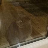 Photo de chat trouvé à Ecquevilly