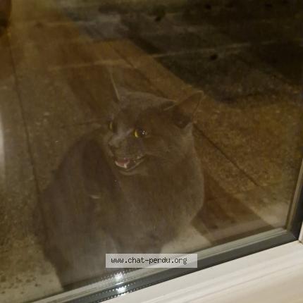 Photo 1/1 Chat trouvé Trouvé à Ecquevilly