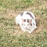 Photo de chat perdu à La Tessoualle