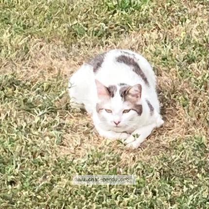 Photo 1/1 Timmy Chat perdu à La tessoualle