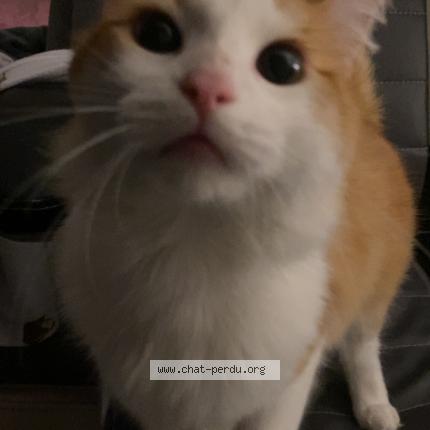 Photo 1/1 chacha Chat perdu à Roubaix