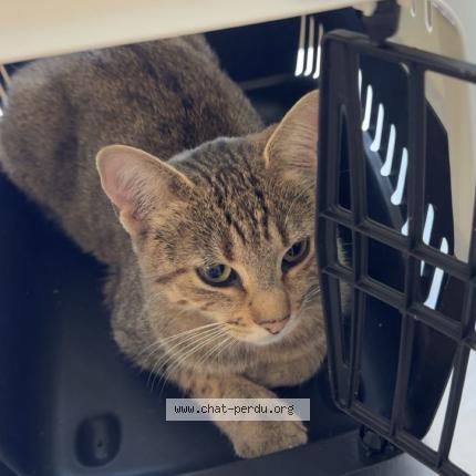 Photo 1/1 Chanel Chat perdu à Saint julien les villas