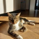 Photo de chat perdu à Les Herbiers