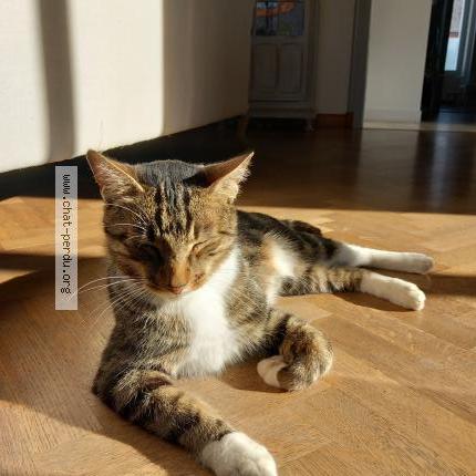 Photo 1/1 Tigrou Chat perdu à Les herbiers