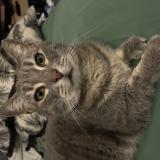 Photo de chat perdu à La Chapelle Saint Remy