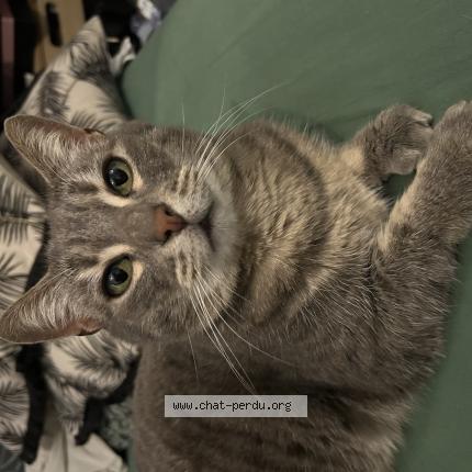 Photo 1/1 Pheeby Chat perdu à La chapelle saint remy