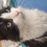 Photo de chat perdu à Toulouse