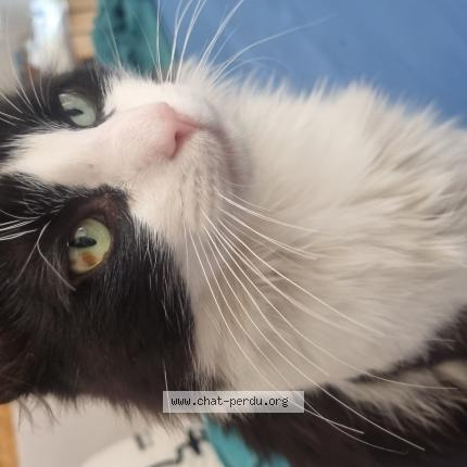 Photo 1/1 Moustique Chat perdu à Toulouse