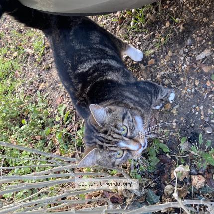 Photo 1/1 Chat trouvé Trouvé à Bures