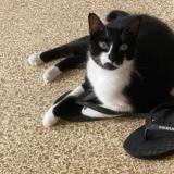 Photo de chat perdu à La Llosa De Ranes