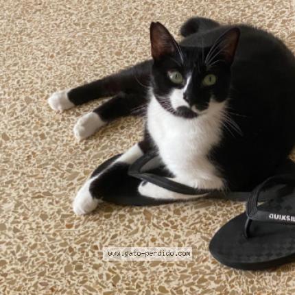 Photo 1/1 Dimmu Chat perdu à La llosa de ranes