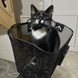 Photo de chat perdu à Chassieu