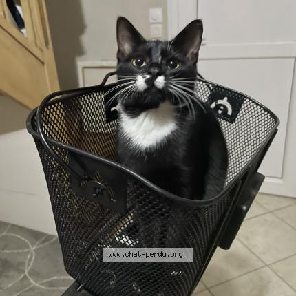 Photo 1/1 Pepper Chat perdu à Chassieu