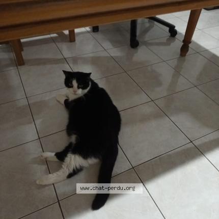 Photo de chat perdu à Lambersart
