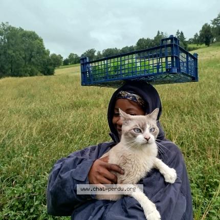 Photo 1/1 Bendo Chat perdu à Lunac