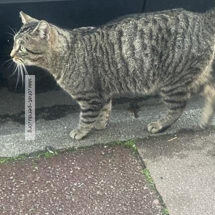 Photo 1/2 Chat trouvé Trouvé à Tourcoing