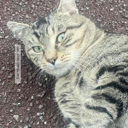 Photo 2/2 Chat trouvé Trouvé à Tourcoing