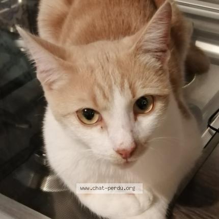 Photo 1/1 SYBEL Chat perdu à Salbris