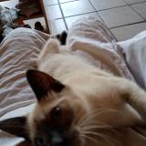 Photo de chat perdu à Breuil La Reorte