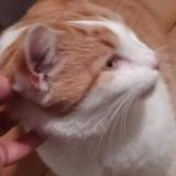 Photo de chat trouvé à Villette D Anthon