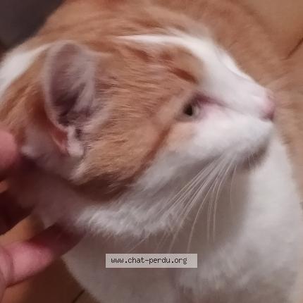 Photo 1/1 Chat trouvé Trouvé à Villette d anthon