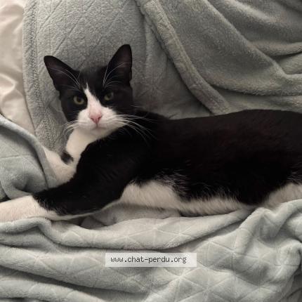 Photo de chat perdu à Chatillon