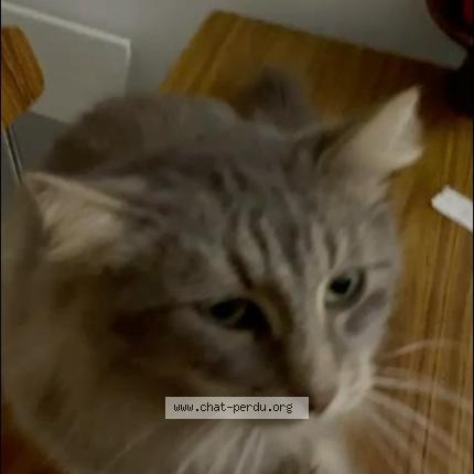 Photo de chat perdu à Paris