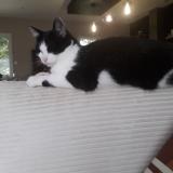 Photo de chat perdu à Champigne Haut Anjou